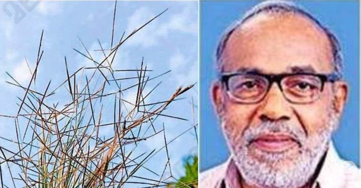 Researchers discover new grass species from mangrove wetland